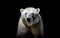 Wildlife Majesty Polar Bear on Black Background