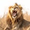 Wildlife majesty roaring male lion in the iconic Kruger Park