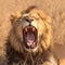 Wildlife majesty roaring male lion in the iconic Kruger Park