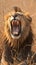 Wildlife majesty roaring male lion in the iconic Kruger Park