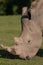 Wildlife, Male Southern White Rhino