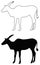Wildlife mammal animal - antelope silhouette