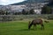 Wildlife at Mammoth hot spring area  in Yellowstone National Park