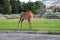 Wildlife at Mammoth hot spring area  in Yellowstone National Park