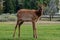 Wildlife at Mammoth hot spring area  in Yellowstone National Park