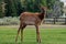 Wildlife at Mammoth hot spring area  in Yellowstone National Park