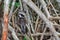 Wildlife in Mangroove forest with branches and roots sticking out of the swamp in Everglades national park in Florida , USA