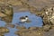 Wildlife, a masked Lapwing chick - Vanellus Miles