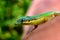 WILDLIFE FROM MAURITIUS - Green gecko