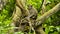 WILDLIFE FROM MAURITIUS - Wild macaque monkey