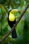 Wildlife Mexico. Tropic bird. Toucan sitting on the branch in the forest, green vegetation. Nature travel holiday in central Ameri