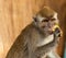 Wildlife monkey eats jackfruit