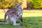 Wildlife mother kangaroo and baby in pouch