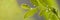 Wildlife nature banner. Green leaf in morning dew, soft sunlight. Close up of plant, exotic forest. Copy space for text