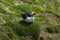 Wildlife nature bird puffin rock Ireland Saltee