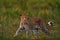 Wildlife nature, Botswana wildlife. Leopard in green nice orange grass. Leopard walk. Big wild cat in the nature habitat, sunny