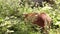 Wildlife and Nature Conservation. Close up view of a young bambi deer chewing grass