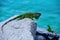 Wildlife and nature, marine Iguana. Animals lizard iguana. Green iguana also known as the American iguana.