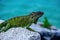 Wildlife and nature, marine Iguana. Green lizards iguana. Wildlife reptile in Florida.