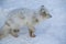 Wildlife, northern white fox in natural habitat, Arctic fox in the snow