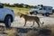 Wildlife in Nxai Pan National Park