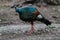 Wildlife: An Ocellated Turkey is seen in the wild in Peten, Guatemala