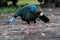 Wildlife: An Ocellated Turkey is seen in the wild in Peten, Guatemala