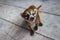 Wildlife: An orphaned and captured Coati is kept as a pet in a Village in Guatemala