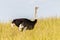 Wildlife Ostrich Bird Grass