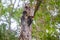 Wildlife: Pale Billed Woodpecker pecks at tree in the Jungle