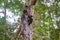 Wildlife: Pale Billed Woodpecker pecks at tree in the Jungle