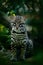 Wildlife in Panama. Nice cat margay sitting on the ground in tropical forest. Detail portrait of ocelot, Leopardus pardalis. Cat o