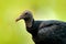 Wildlife Panama. Ugly black bird Black Vulture, Coragyps atratus, sitting in the green vegetation, bird with open wing. Vulture in