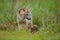 Wildlife, Pantanal, Brazil. Green vegetation, cute wild fox. Dog with carcass. Crab-eating fox, Cerdocyon thous, forest fox, wood