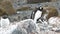 Wildlife. Penguins in Antarctica. Climate Change and Global Warming. Penguins Close up. Mountain Range, Snow. Animals