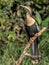 Wildlife photo of an American Darter Anhinga anhinga