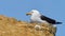 Wildlife photo of a Band-tailed Gull - Larus belcheri