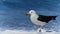 Wildlife photo of a Band-tailed Gull Larus belcheri