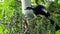 Wildlife photo of a Blue-throated Piping-Guan Pipile cumanensis