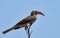 Wildlife photo of an Bradfield`s Hornbill Lophoceros bradfieldi