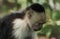 Wildlife photo of an Colombian white-faced capuchin