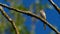 Wildlife photo of a Common Whitethroat - Curruca communis