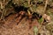 Wildlife photo of Costa Rican Red leg Tarantula, Monteverde