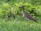 Wildlife photo of a double-striped thick-knee Burhinus bistriatus