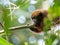 Wildlife photo of a Dusky Titi Monkey Callicebus moloc