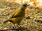 Wildlife photo of a female Passerini`s Tanager Ramphocelus passerinii