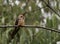 Wildlife photo of Giant Hummingbird Patagona gigas