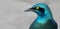 Wildlife photo of a Greater Blue-eared Glossy-Starling Lamprotornis chalybaeus