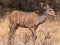 Wildlife photo of a Greater kudu Tragelaphus strepsiceros