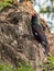 Wildlife photo of a Green Woodhoopoe Phoeniculus purpureus